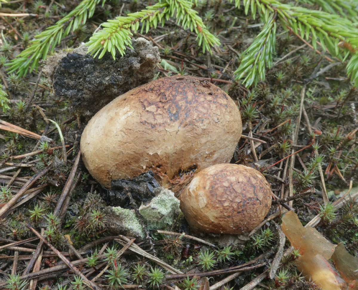 Тут на камни не очень похоже, зато фотогенично. Ну, в сравнительном смысле (фото И.Лебединского)