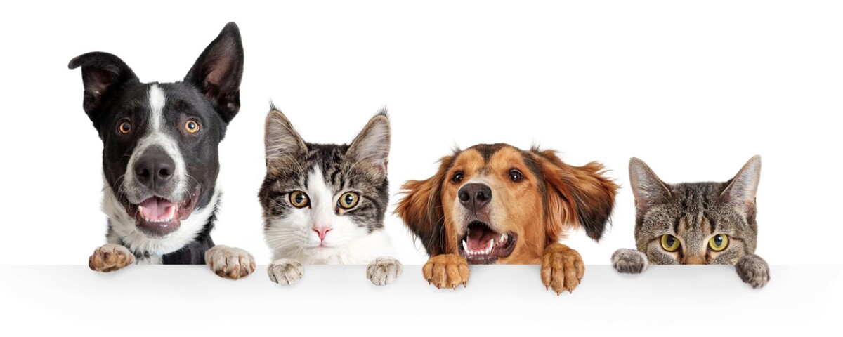 Больше интересного в нашем Telegram-канале! https://t.me/grand_prix_pet_food
