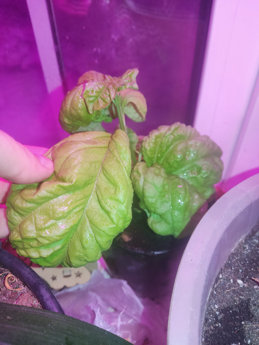 Тонус овощной