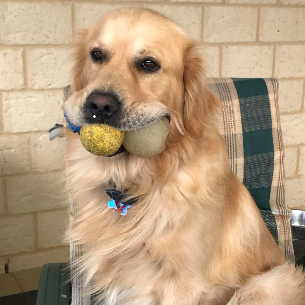    Мне нужно больше игрушек!