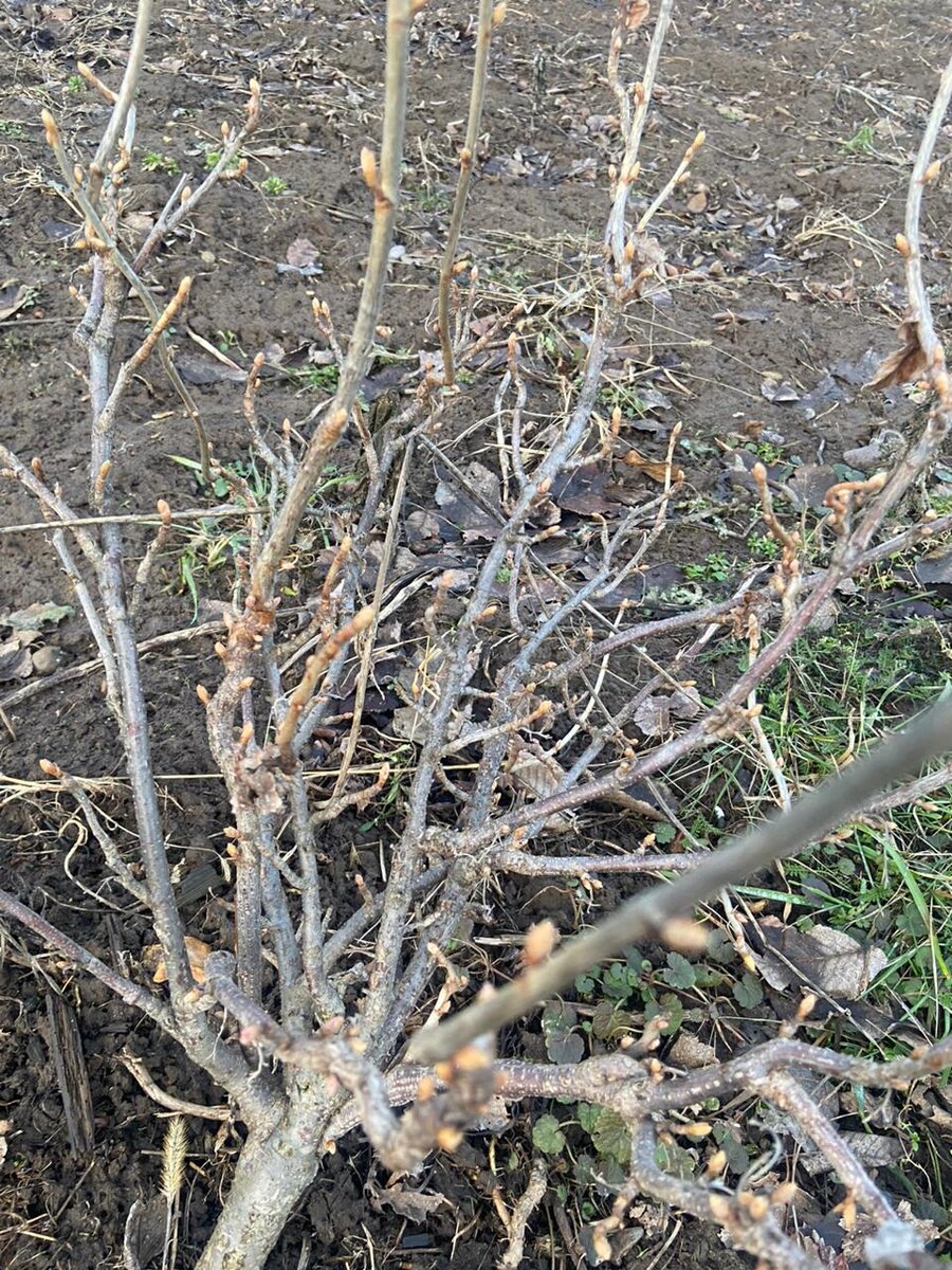    Седьмой день подряд погода в Туле бьёт температурные рекорды