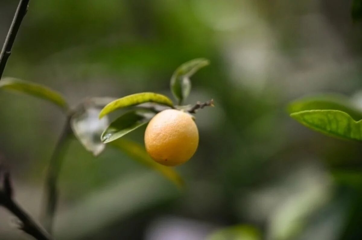    В Ботаническом саду ТГУ 10-летнее необычное дерево принесло первые плоды