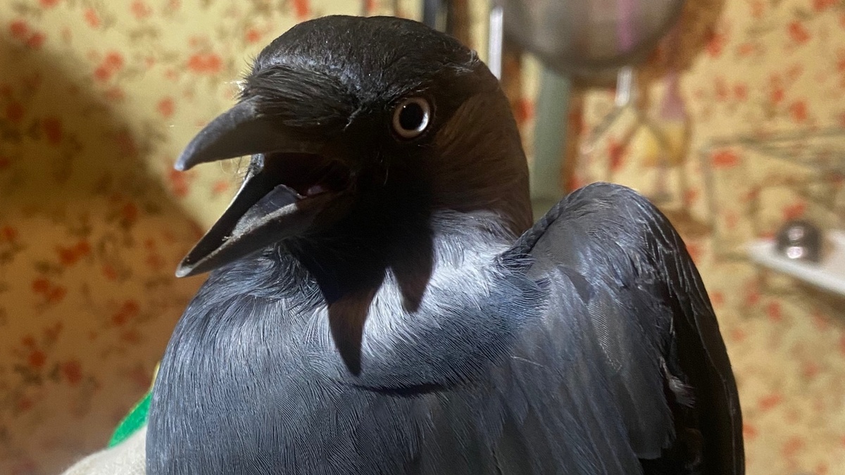 Фото: vk.com/salusryazgmu62