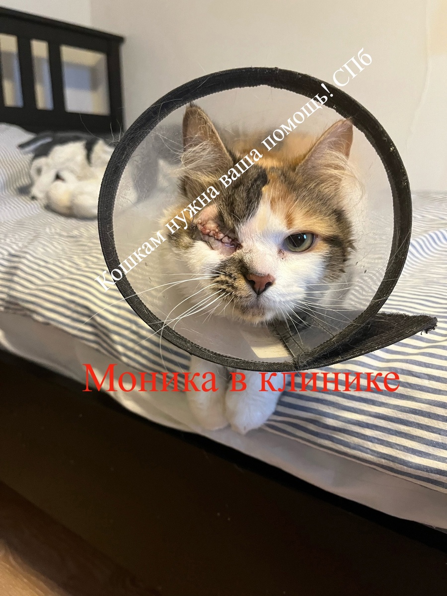 Моника после операции