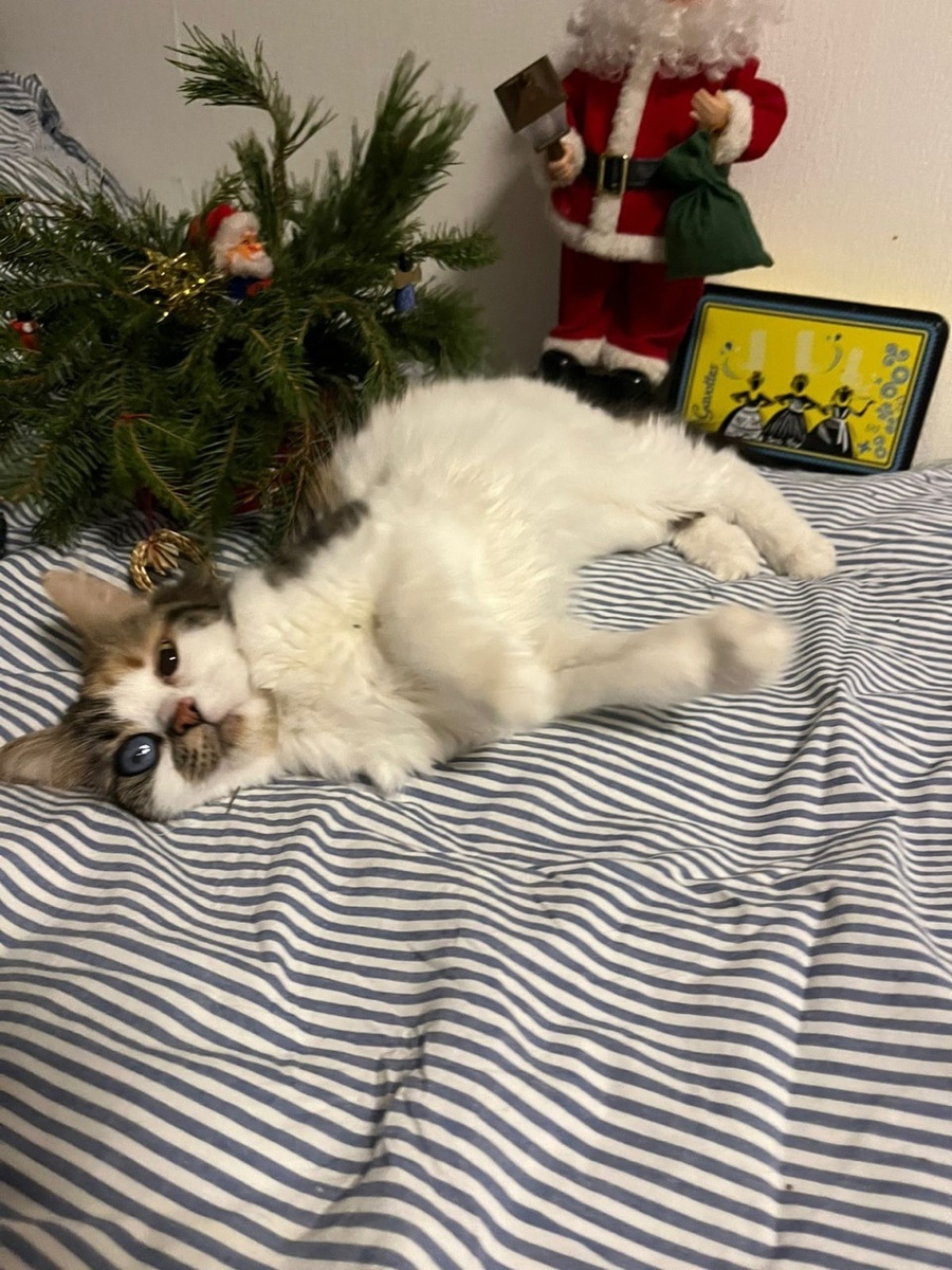 Моника до операции