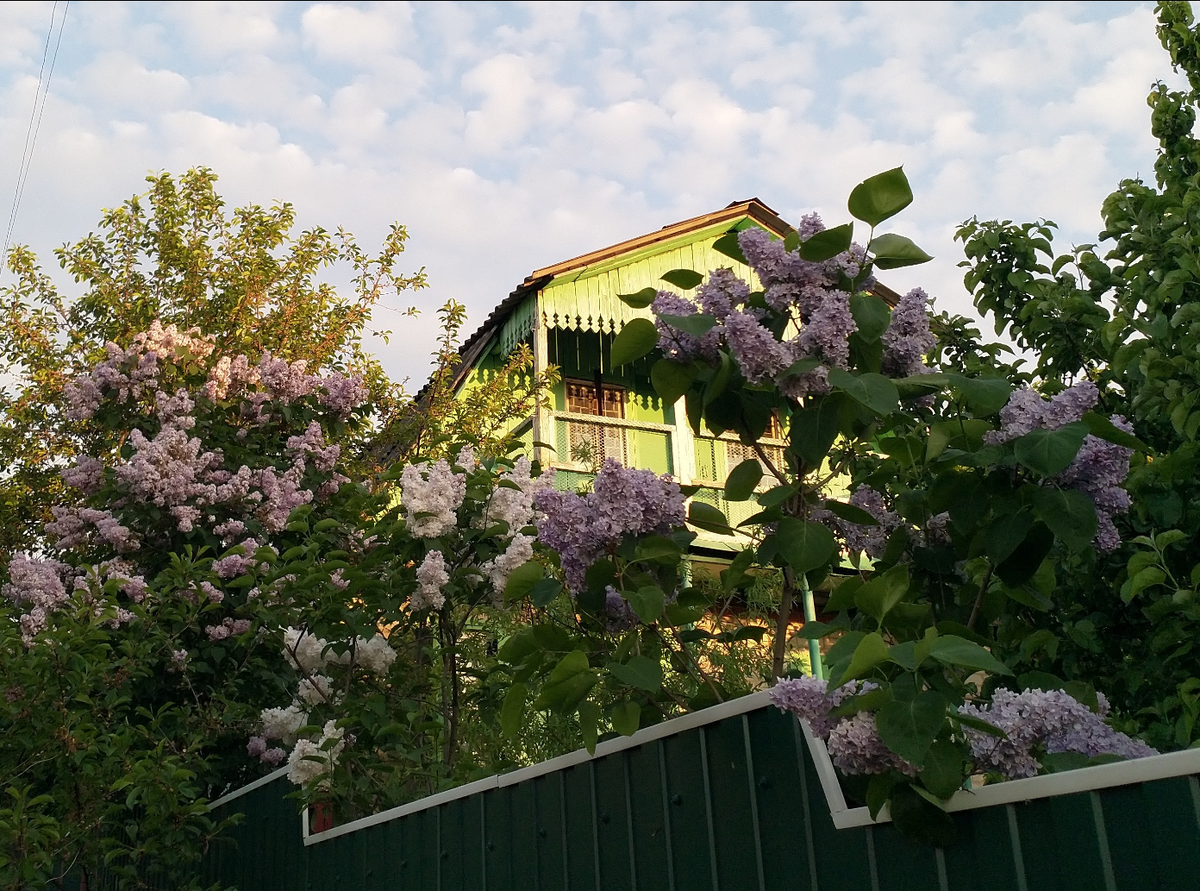 Дача садового ленивца