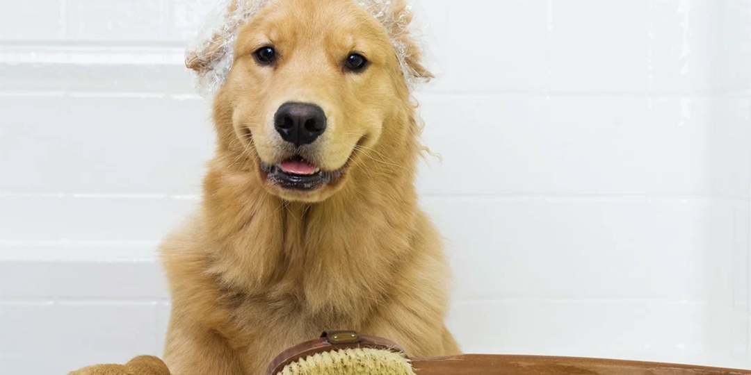 Как выбрать шампунь для собак