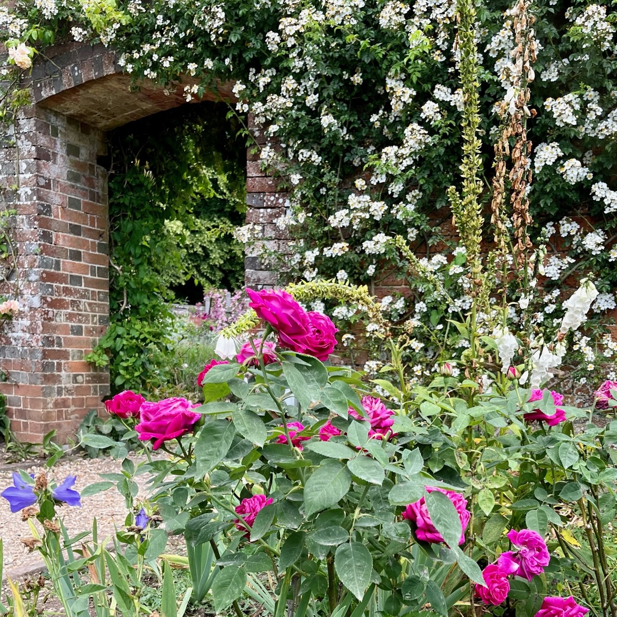 Ремонтантная роза ‘Le Havre’ и рамблер ‘Luciae’