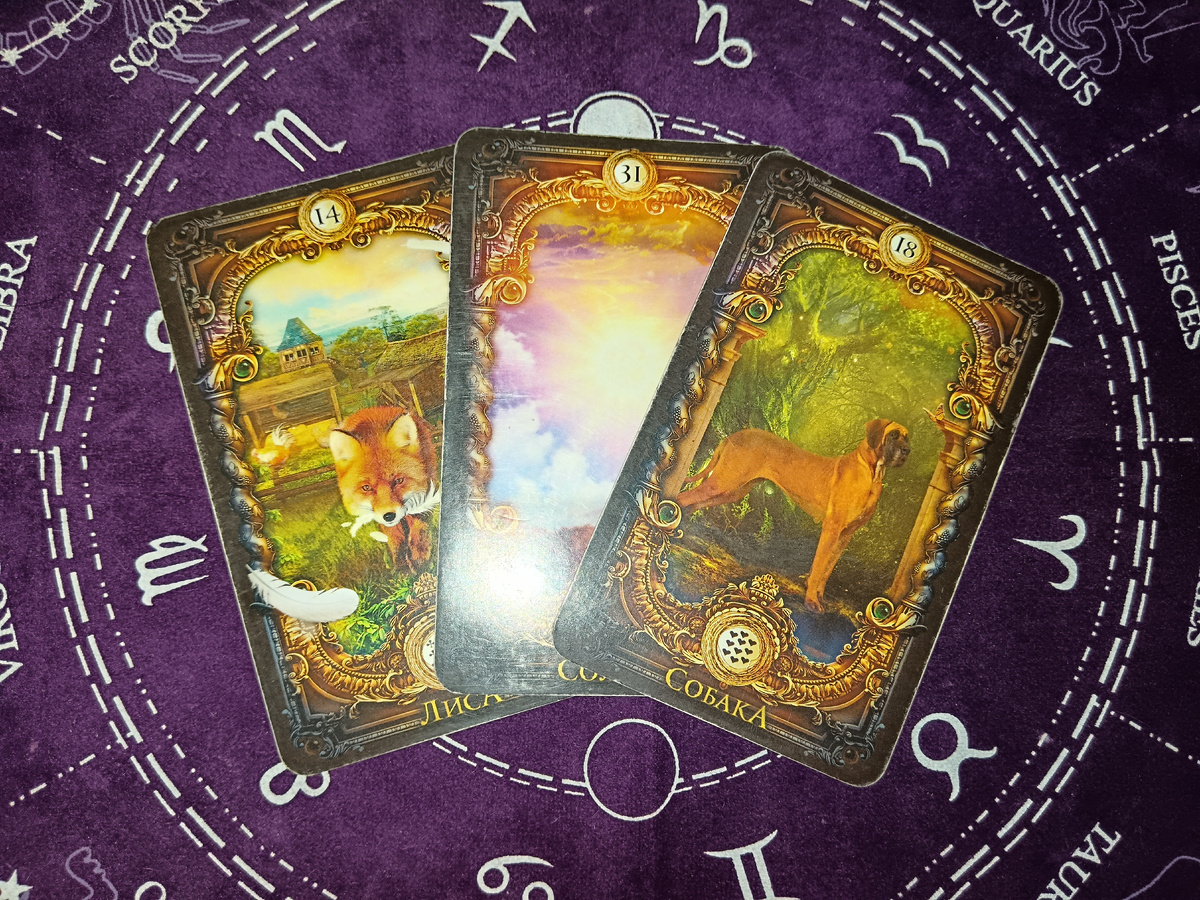 Лиса Солнце Собака