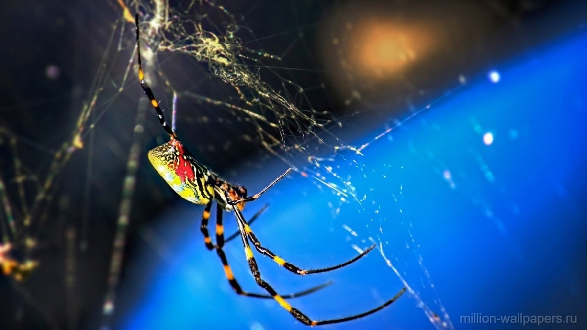 Золотая красавица в золотом тереме.