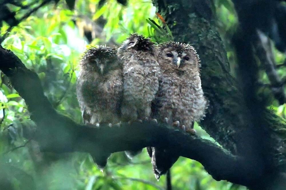 Совята уральской неясыти, Япония, фото m_sato