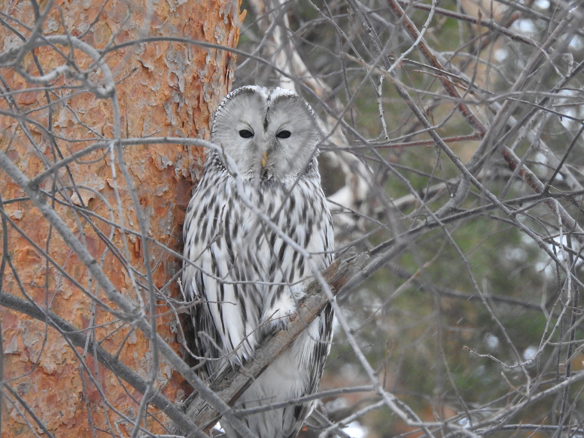 Уральская неясыть, 3 февраля 2025, фото автора
