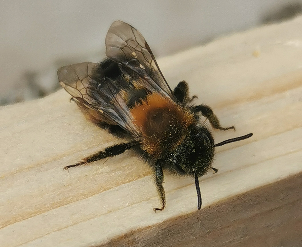 Осмия рыжая (Osmia rufa)