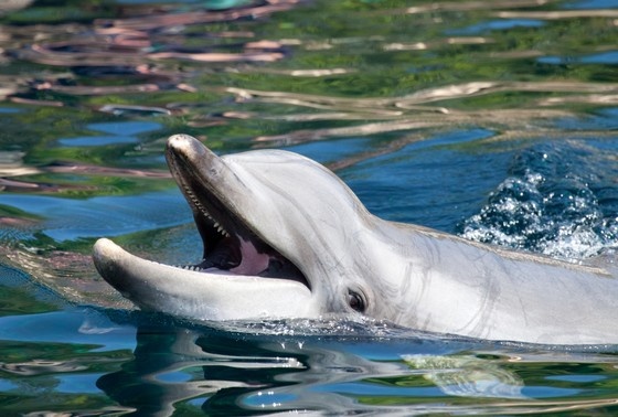    Shutterstock/FOTODOM