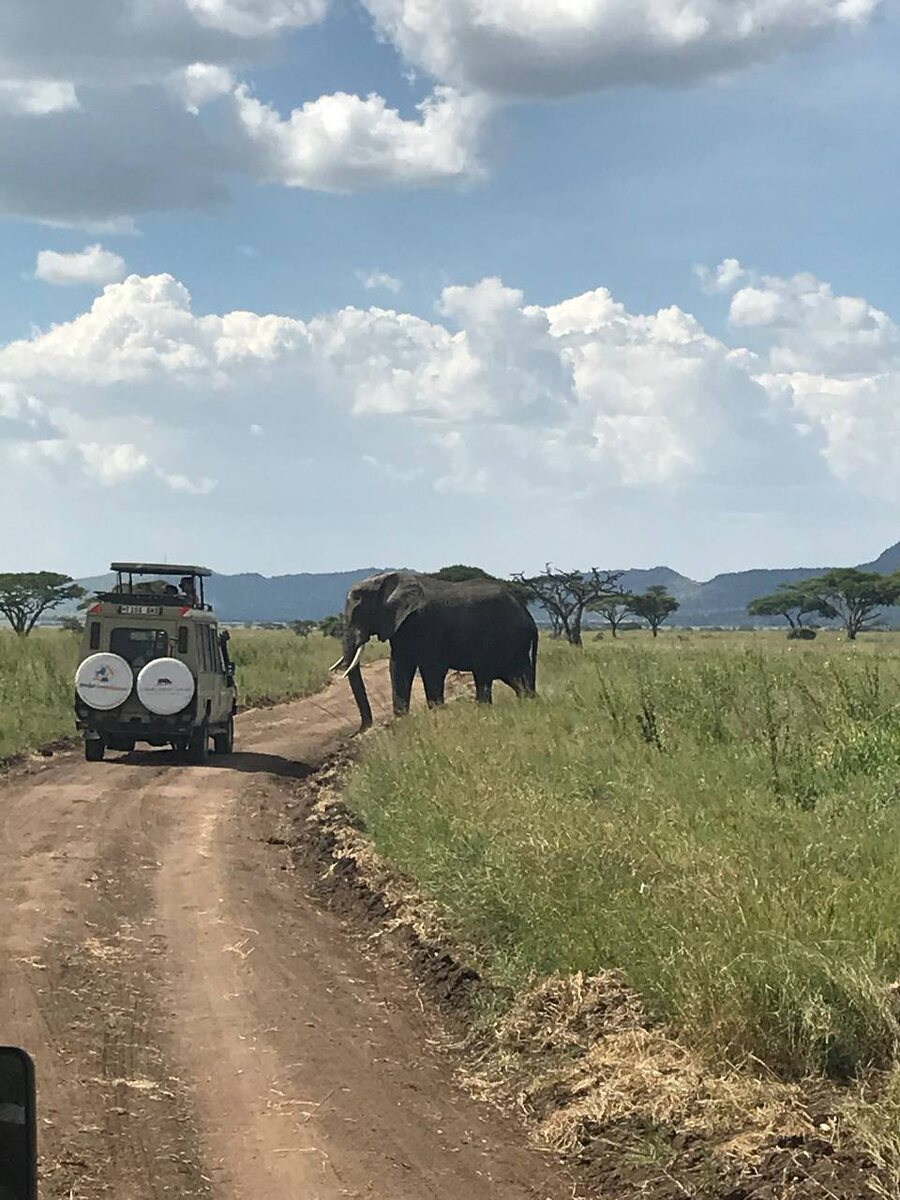 посмотрите, как близко к машине с туристами слон