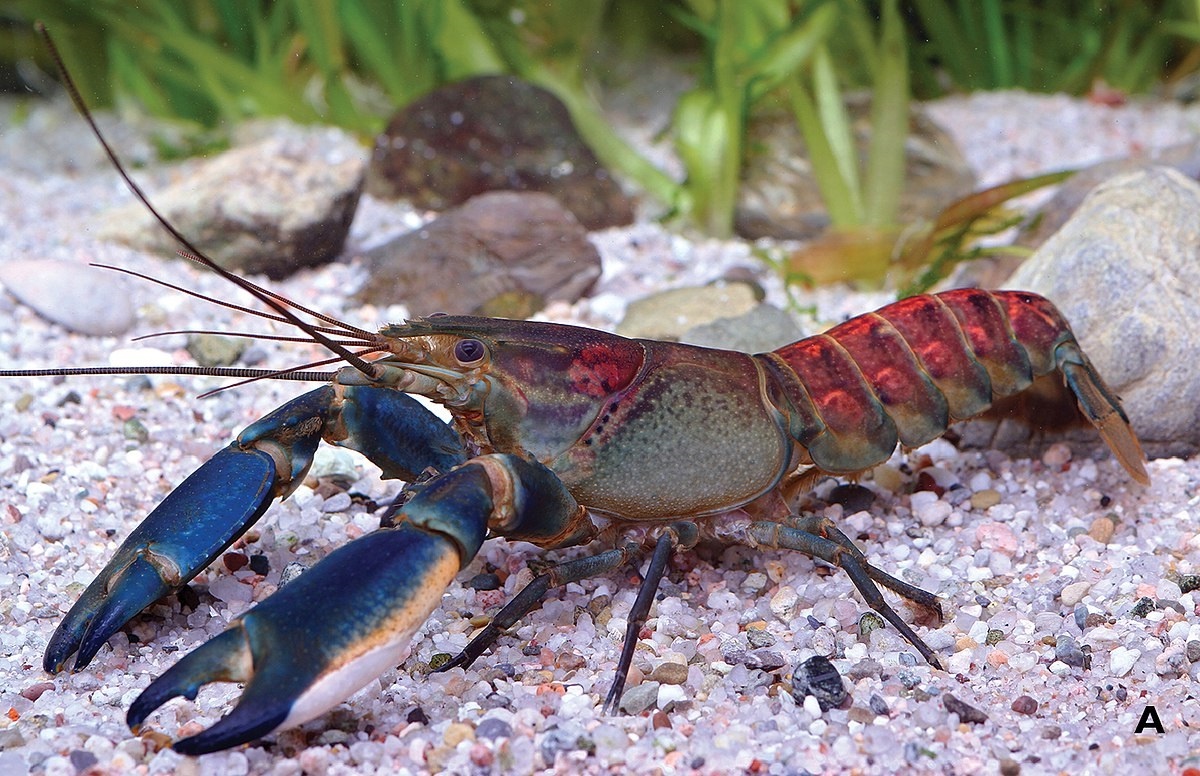 Cherax warsamsonicus