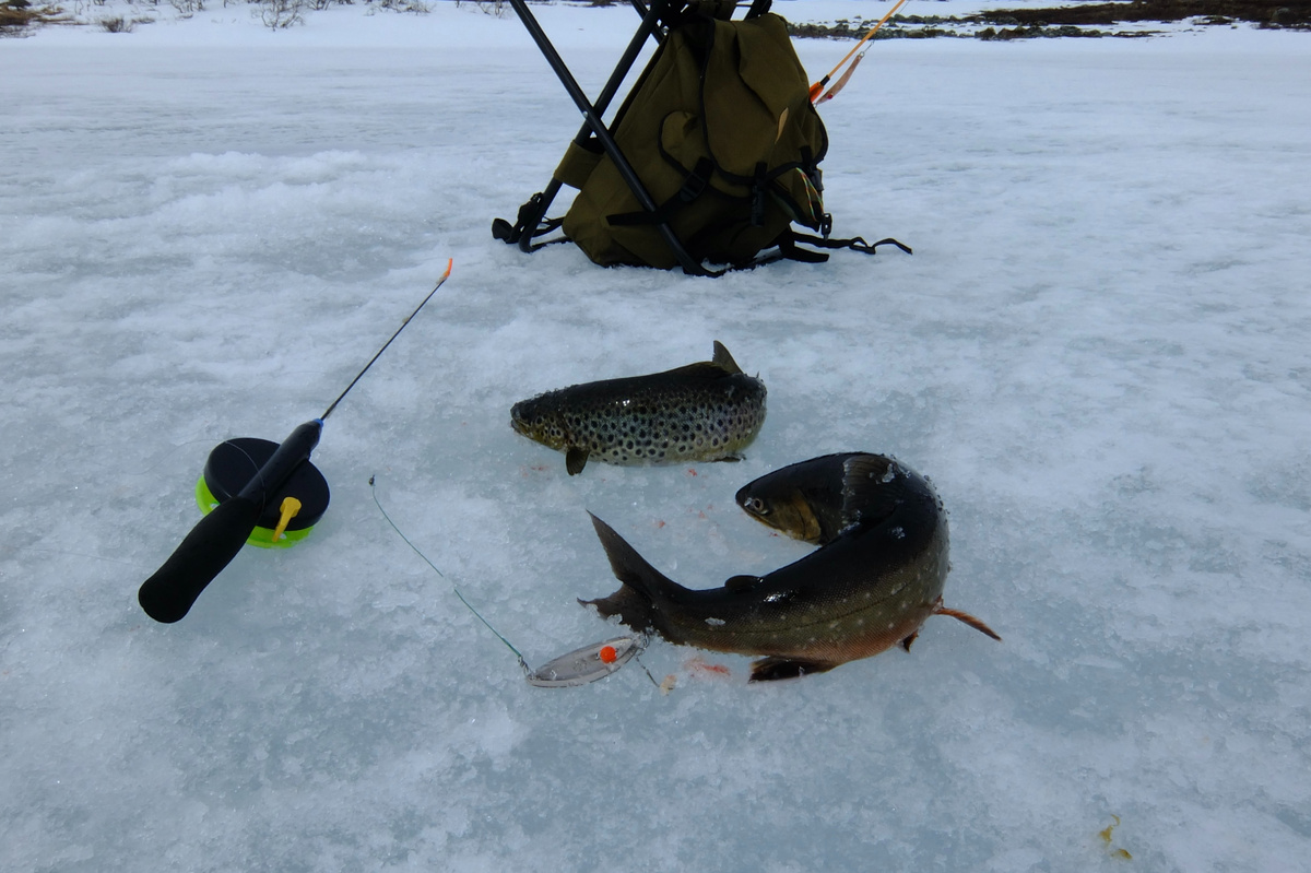 Постоянный спутник гольца во всех – это кумжа
