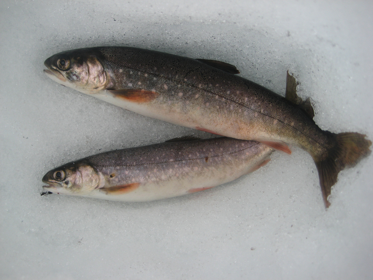  В некоторых озерах окрас гольца вот такой достаточно светлый