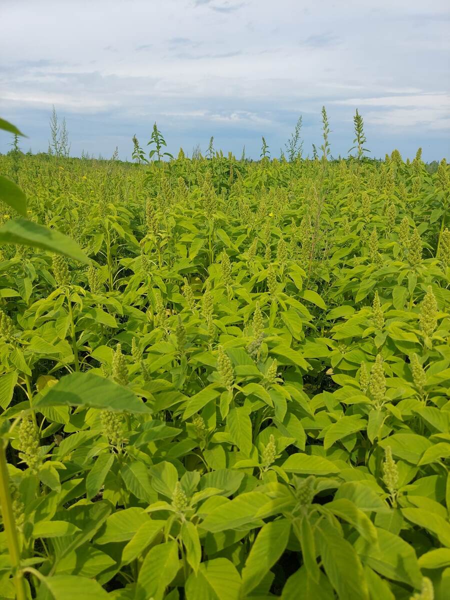 Растёт и зреет. Фото сделано на нашем КФХ