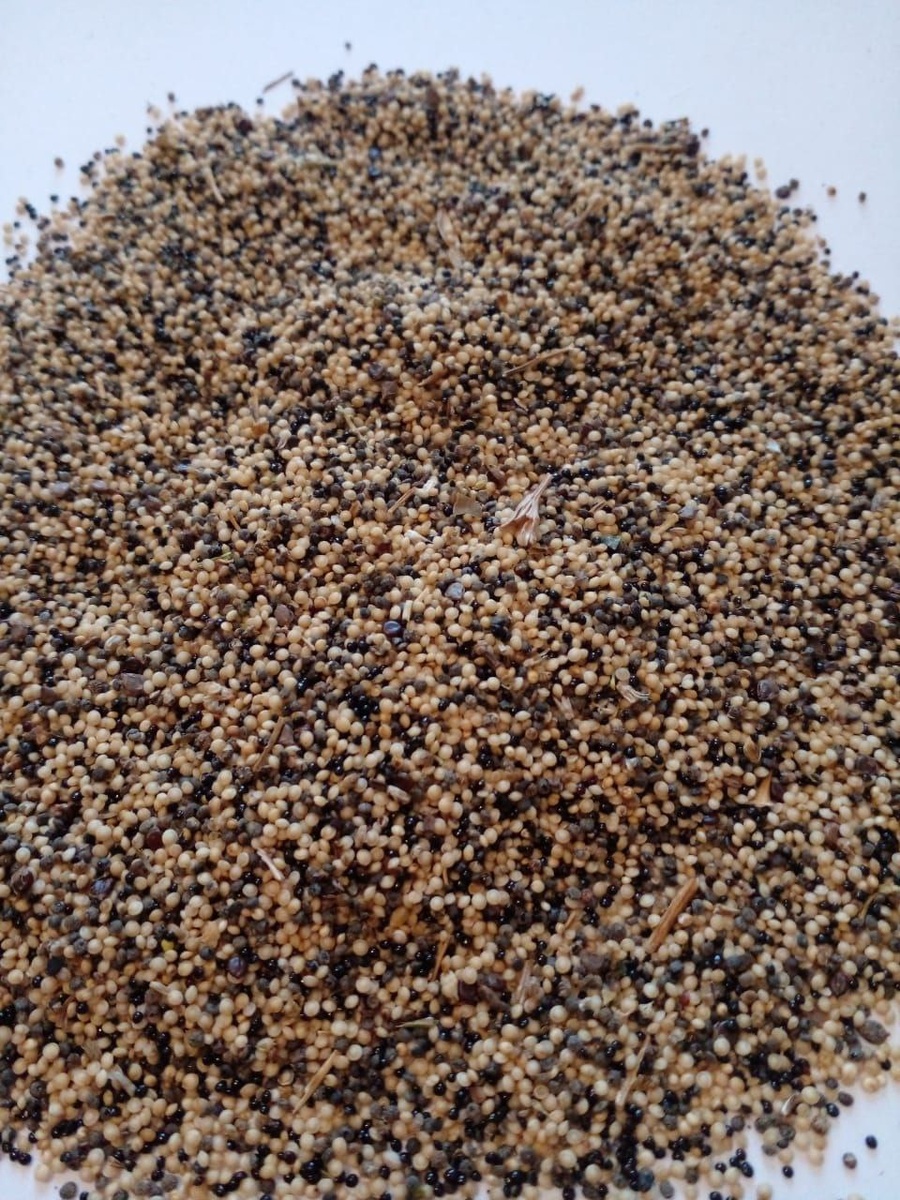 А вот такими мы получаем семена с поля - им ещё предстоит длительный путь очистки от примесей других культур. Семена амаранта белые.