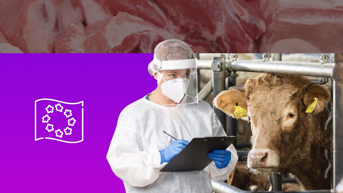 Коллаж 78.ru: freepik.com/benzoix, Silas Stein/dpa; Elena Mayorova/globallookpress.com, flaticon.com/Freepik