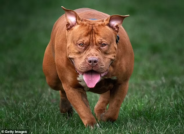 Несмотря на свою свирепую репутацию, учёные утверждают, что нет никаких доказательств того, что собаки, специально выведенные для укусов, такие как бульмастифы (на фото), на самом деле кусаются сильнее, чем другие собаки их размера (архивное фото)