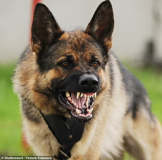 Такие собаки, как немецкие овчарки, были выведены селекционерами для того, чтобы обладать качествами, которые делают их хорошими сторожевыми собаками. Ученые ожидают, что эти особенности будут отражены в их структурных характеристиках, известных как морфология (архивное фото)