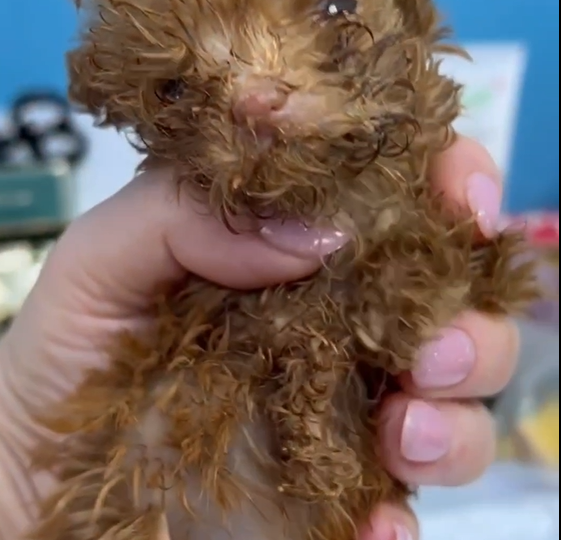 + 1 щенок в приюте. Девочка, 2 месяца, той-пудель, вес меньше 300 гр. Мы боремся за жизнь, помогите 🙏