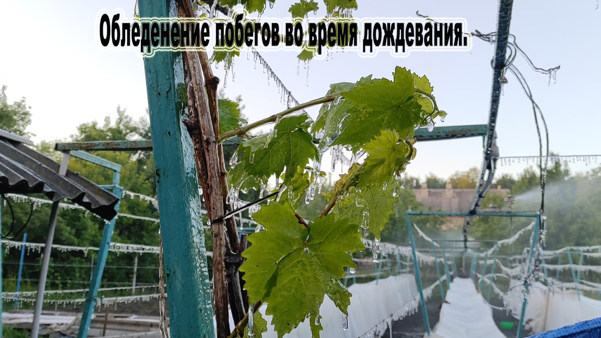 Утро во время заморозка. Дождевание 7 часов подряд.