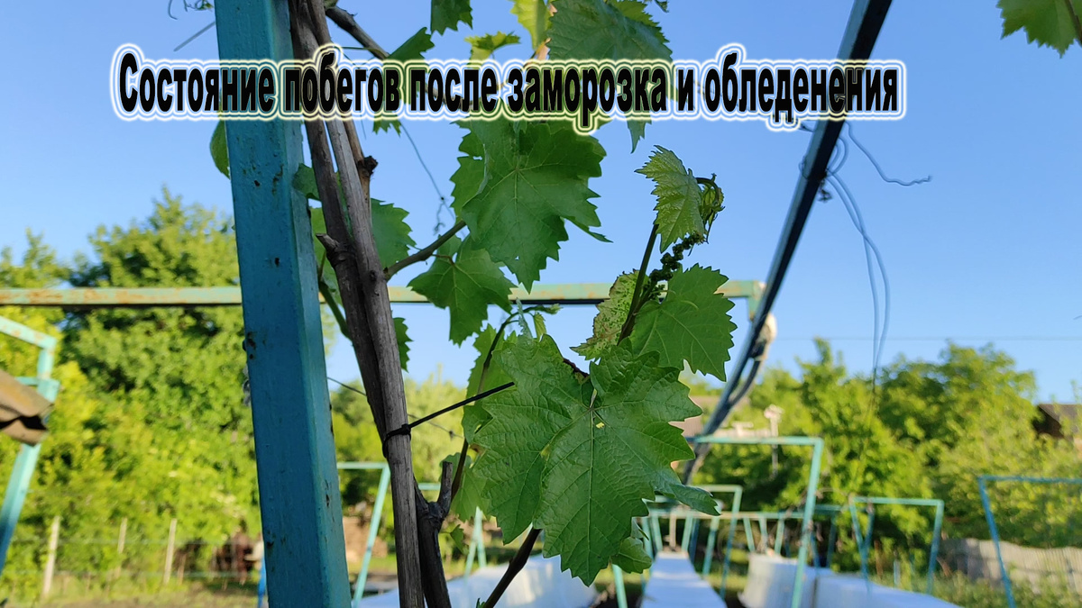 Лед растаял, уже вечер этого же дня.