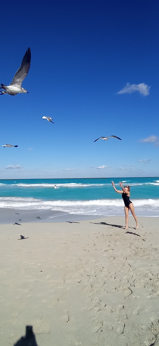 Чайки как олицетворение свободы. Летают, где хотят, делают, что хотят