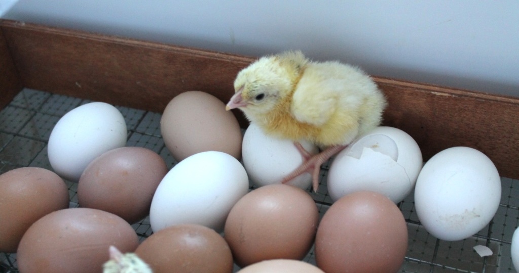 Как выбрать инкубационные яйца и подготовить их к закладке в инкубатор