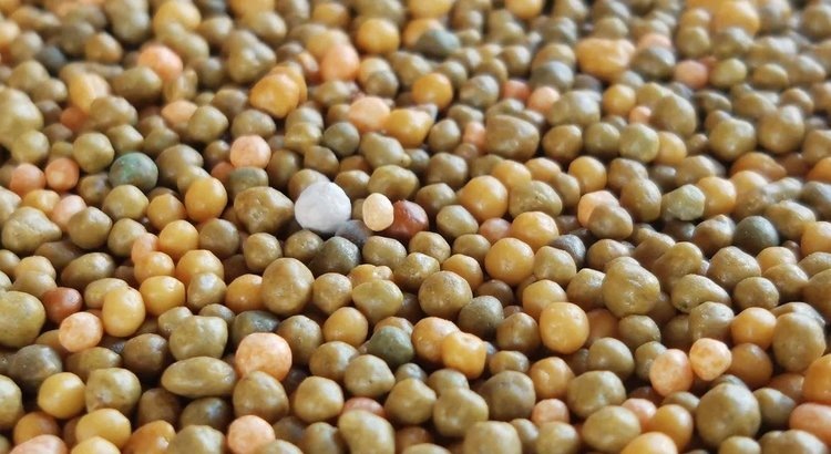    Российским аграриям в сельхозсезон 2025 понадобится 5,6 млн тонн минеральных удобрений