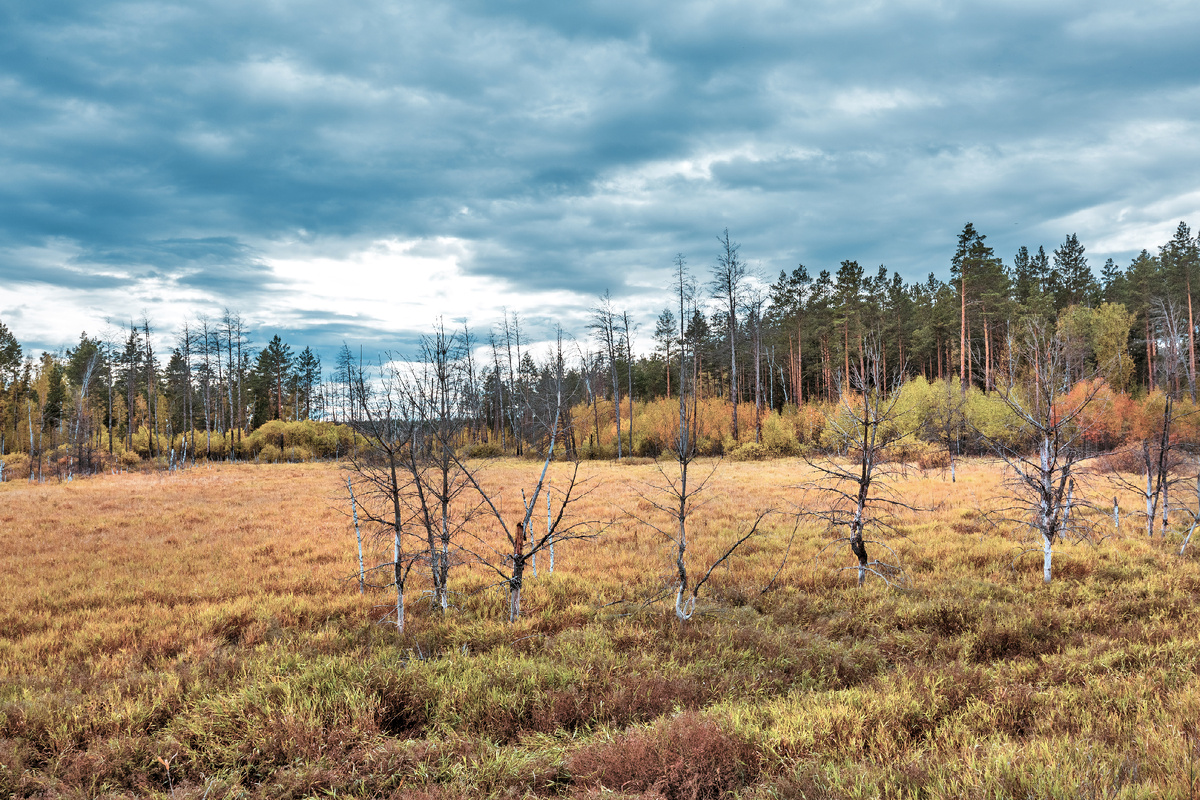 Это болото осенью.