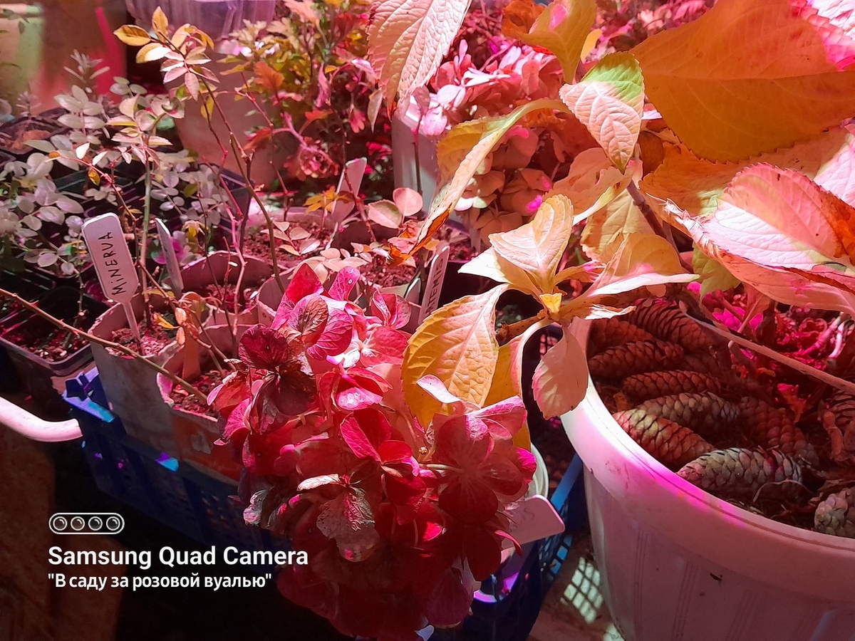 Растения, в том числе и розы, в подвале на зимний период.