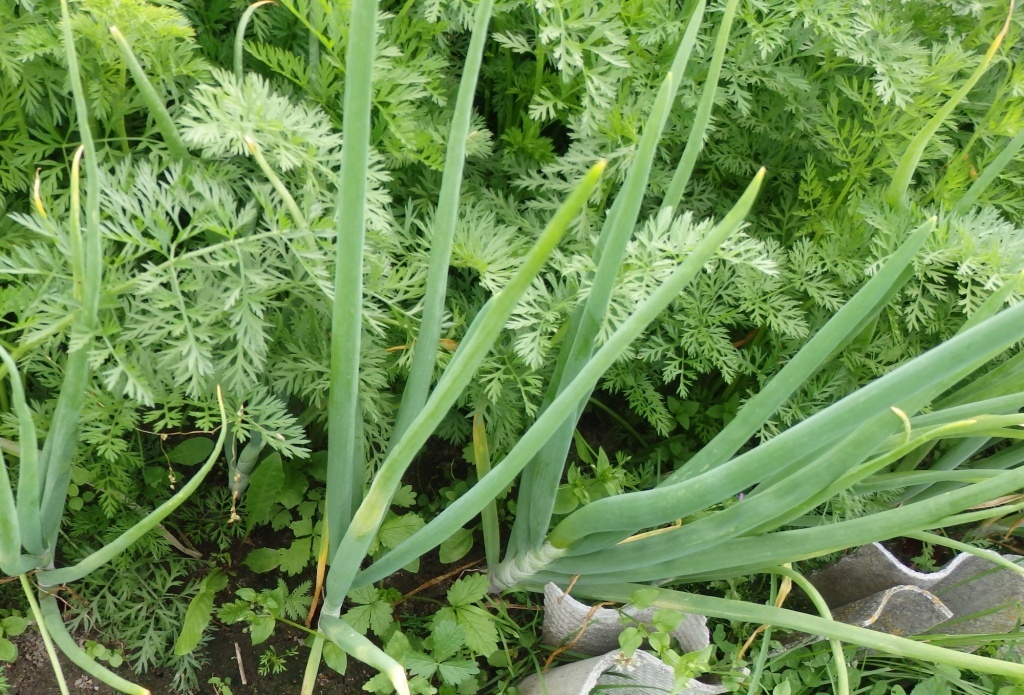  Лук и морковь защищают друг друга от луковой и морковной мухи