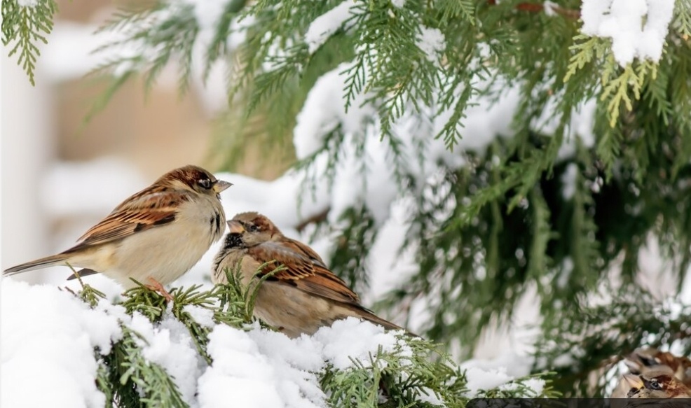 Зимнее фото из интернета