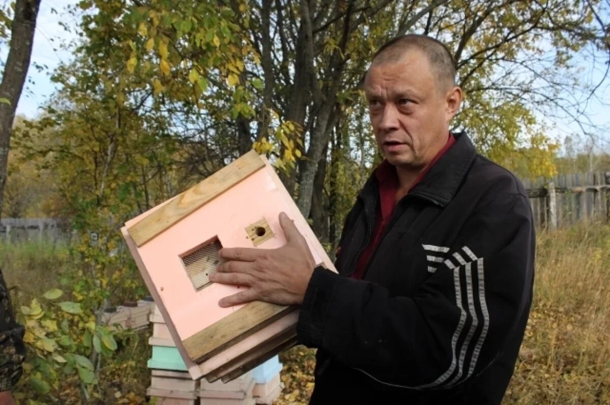    Асиновский пчеловод перепрофилирует пасеку на пакетное производство