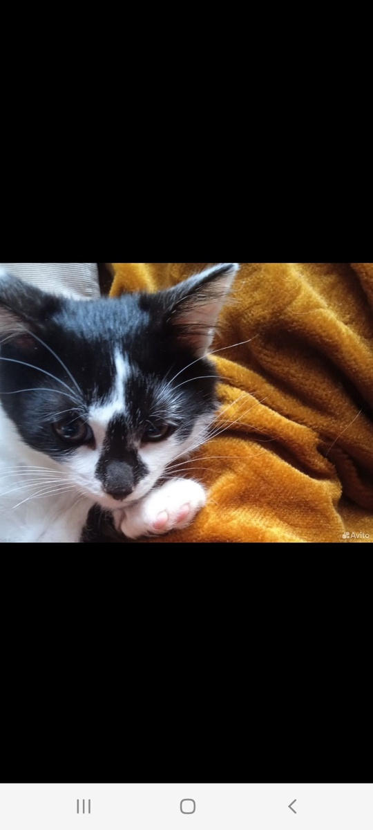 Скрин с Авито. Курский котейка