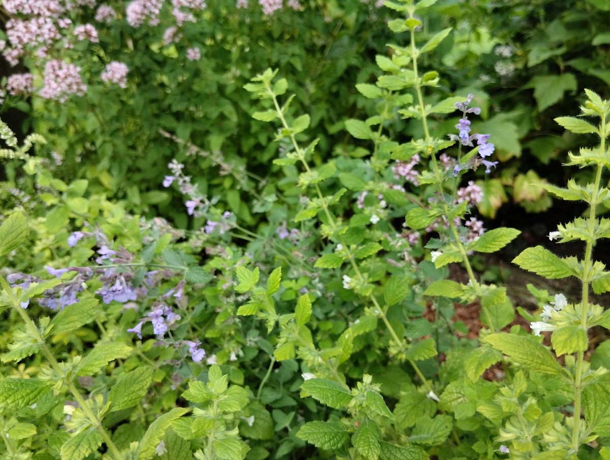 Цветущая мелисса Фит с котовником Фассена Кит Кэт