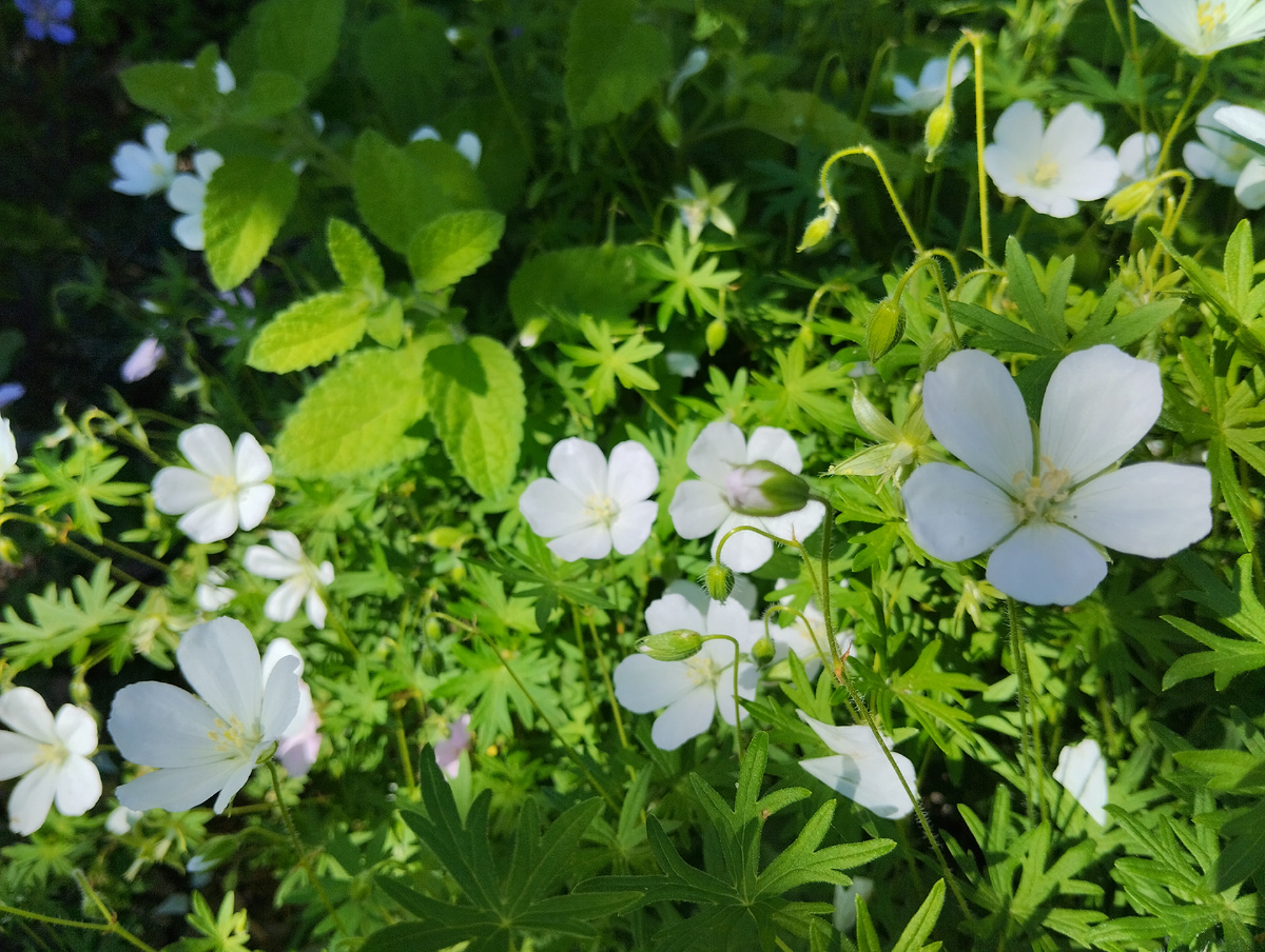 Мелисса Оранчелло (сверху) с цветущем геранью кроваво-красной Альбум
