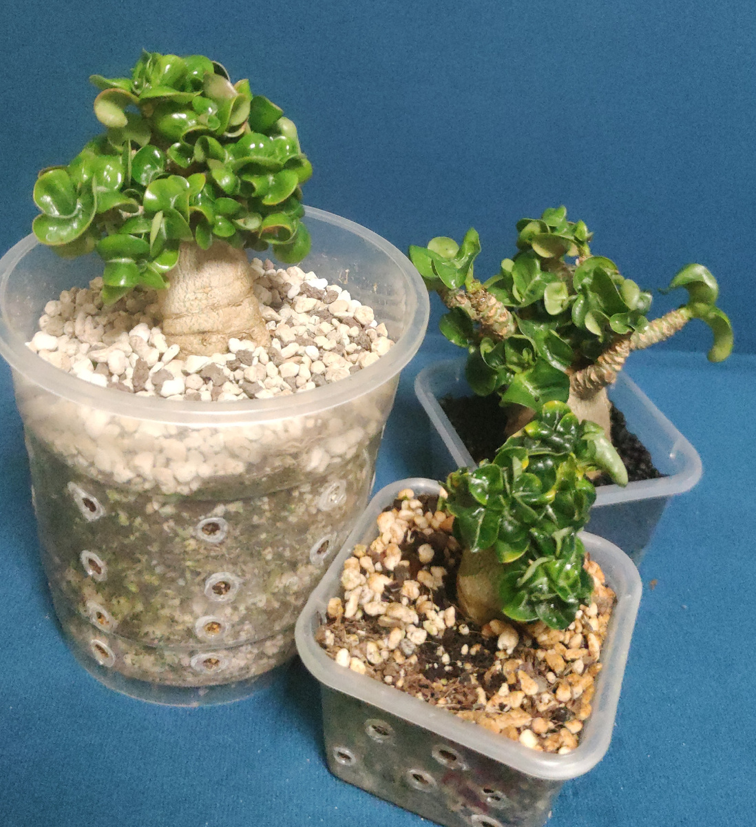 Такие разные, но Dorset Horn Adenium. Фото из личного архива.