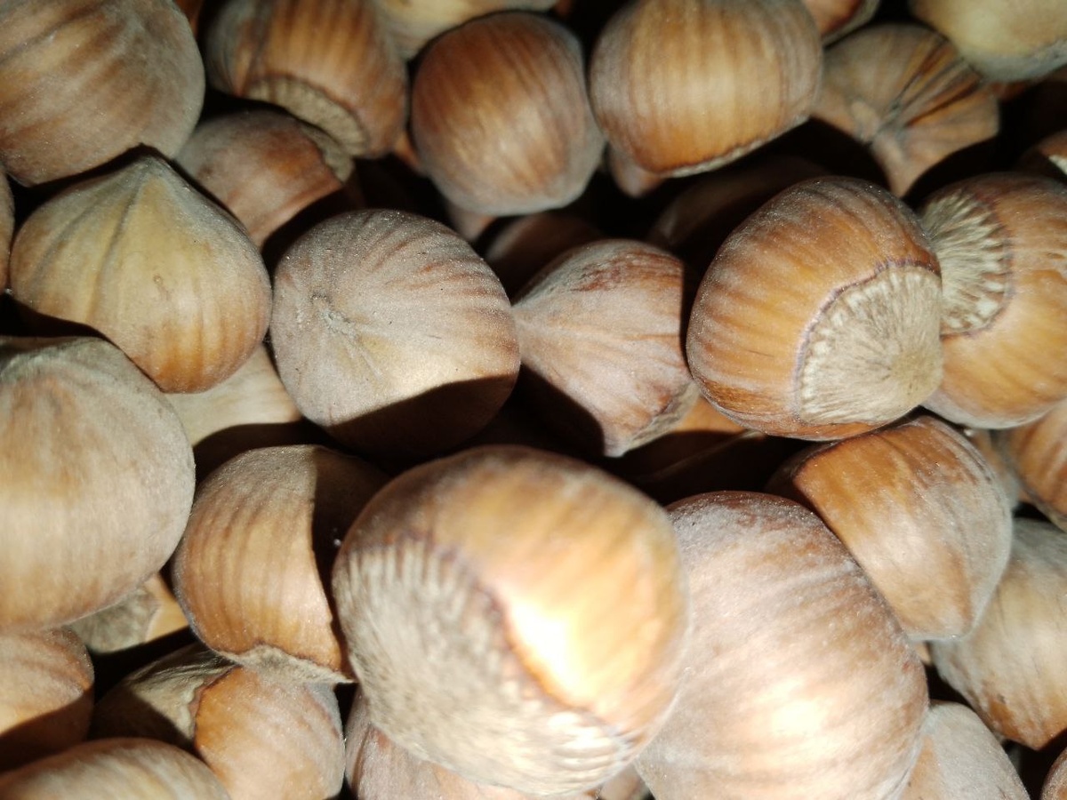 Крупноплодный морозостойкий фундук Ломбардский