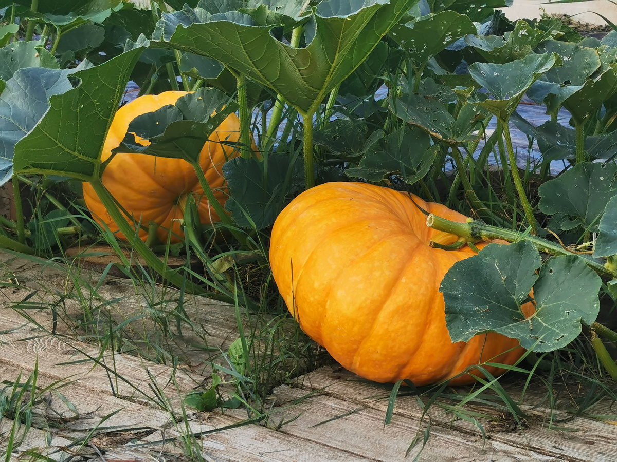 Тыквы сорта Парижская, 2024 г.