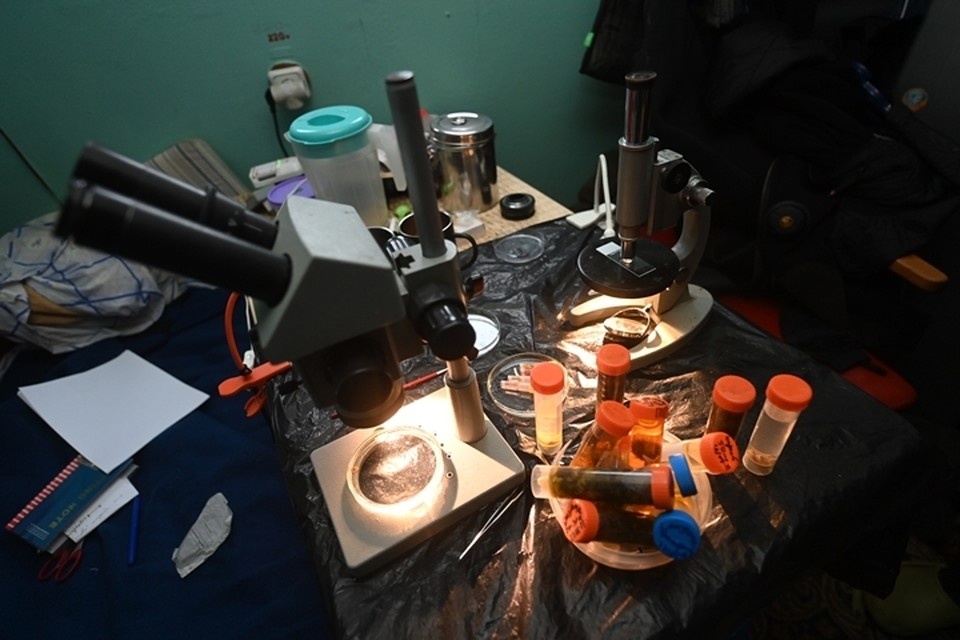    Ученые обнаружили новый вид случайно. Владимир ВЕЛЕНГУРИН