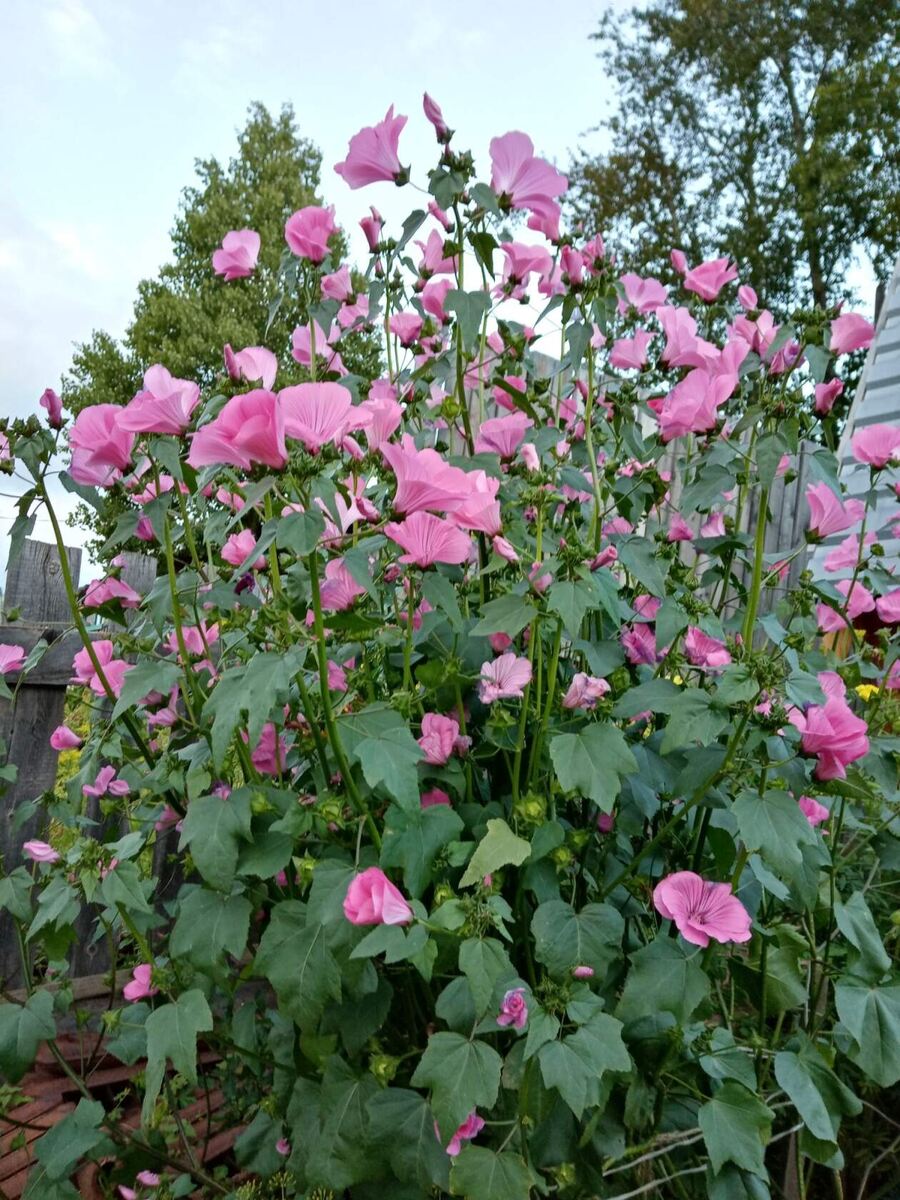 Лаватера розовая  в моей коллекции. Фото автора 