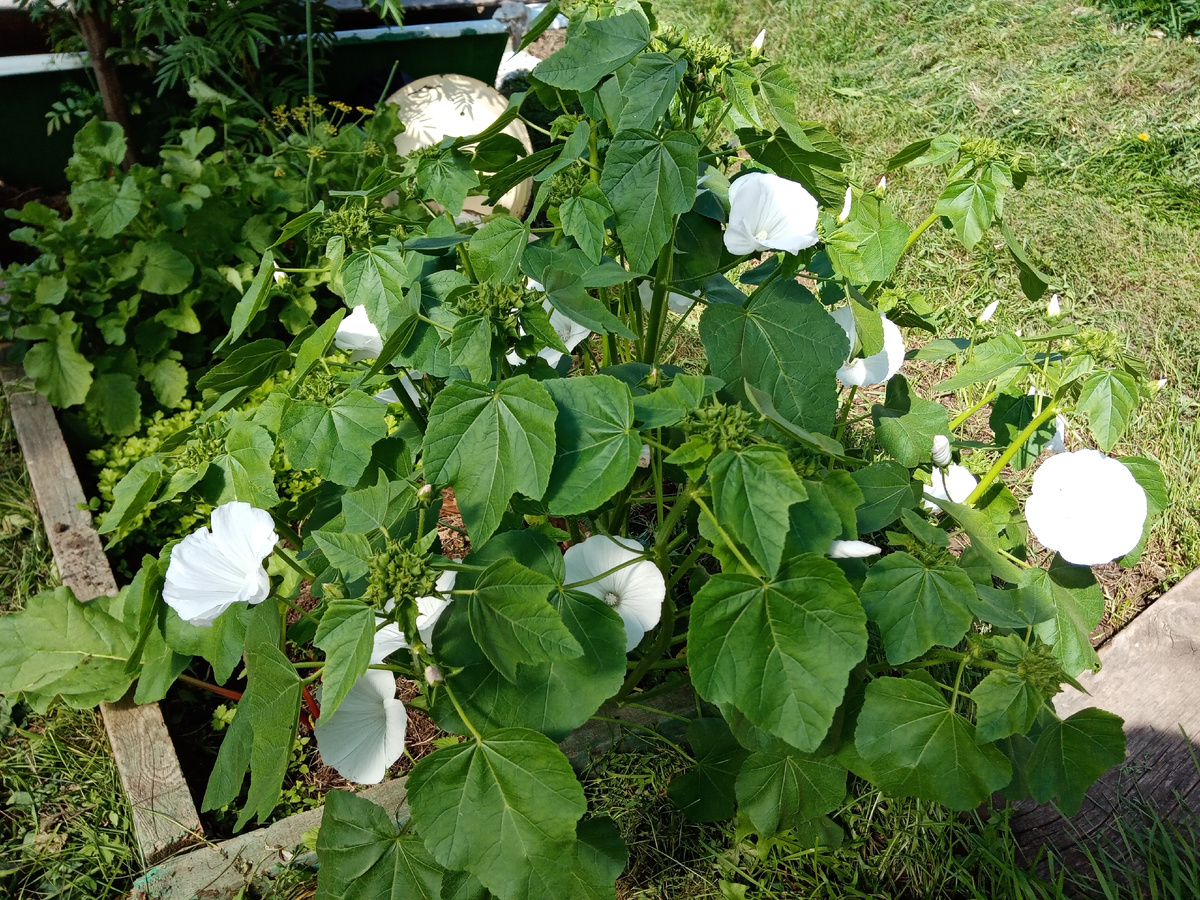 Лаватера белая начало цветения фото автора.