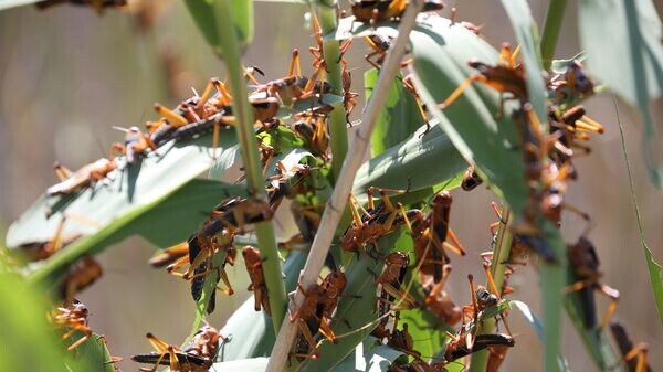    © РИА Новости . Виталий Тимкив