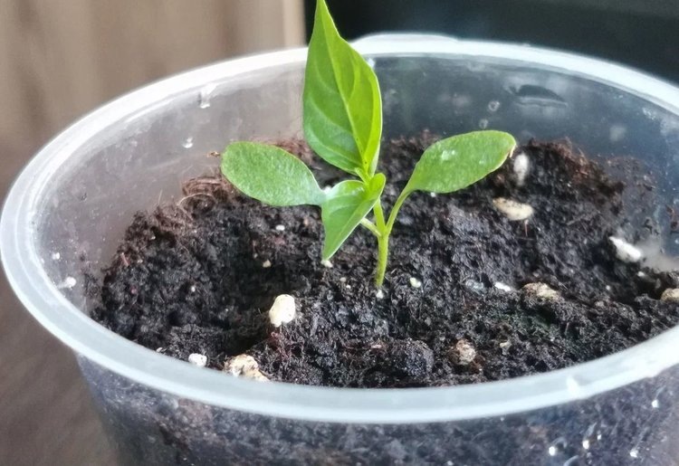    Подготовка грунта для рассады с подселением триходермы