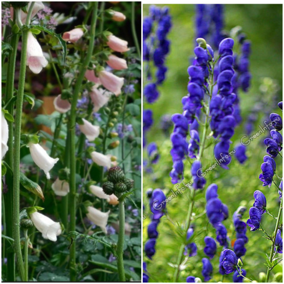 Дельфиниум и Аконит.